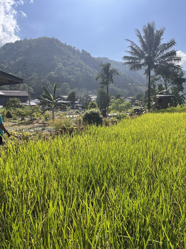 Un champ vert luxuriant avec un petit village agricole en arrière-plan.