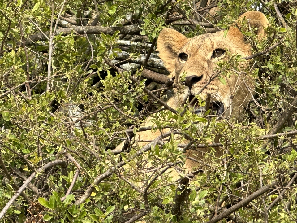 Lion cub hidden among leaves and branches.