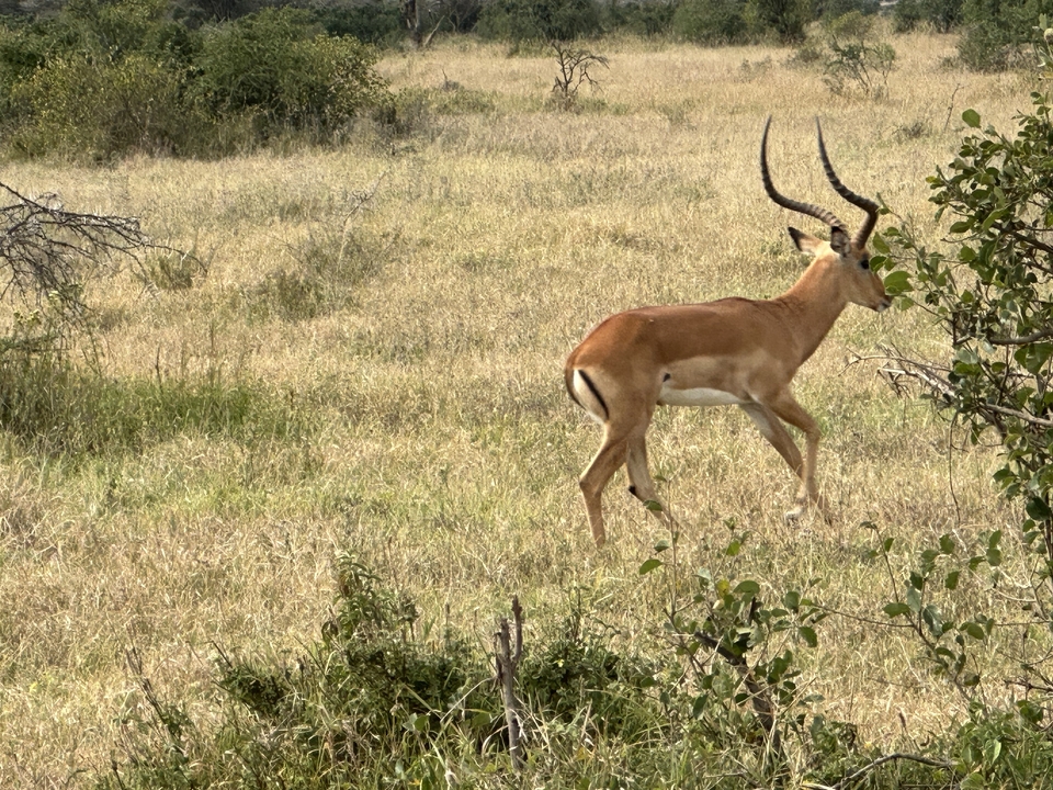 Antelope walking through the grasslands.