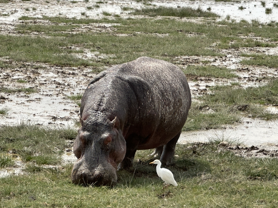 Hippopotamus near a small bird in a muddy field.