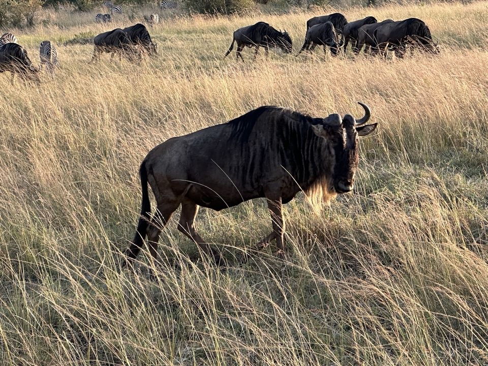 A wildebeest walking through tall grass.