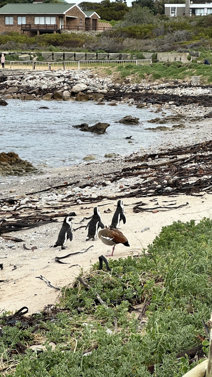 Penguins on a rocky beach with the ocean in the background.