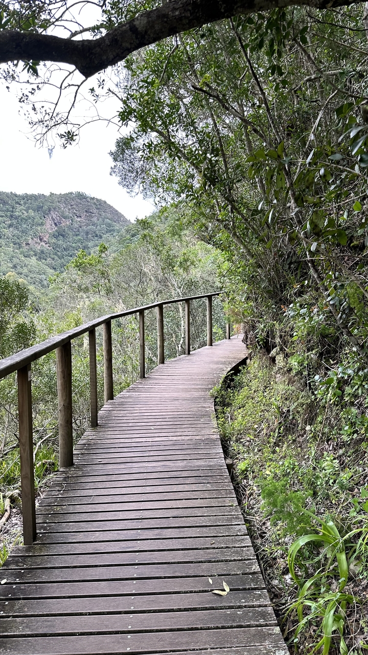 A wooden pathway through dense greenery.