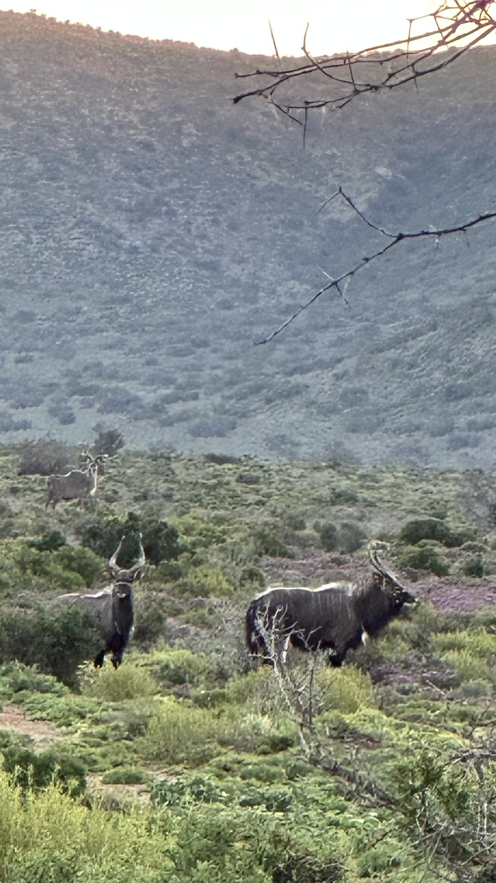 Wild terrain with a distant animal in view.
