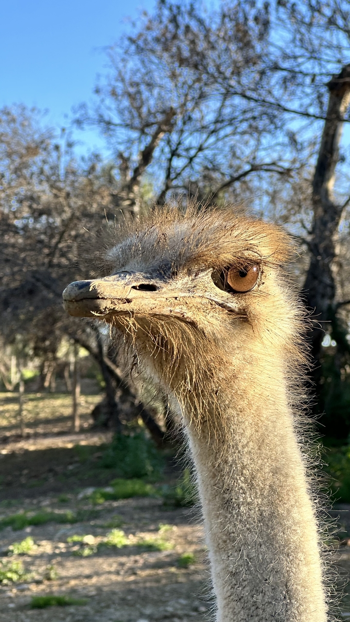 Close-up of an ostrich in a natural setting.