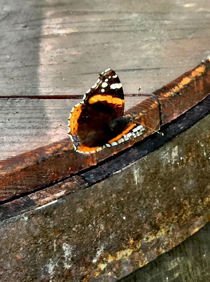 Close-up of a butterfly resting on a wooden surface.