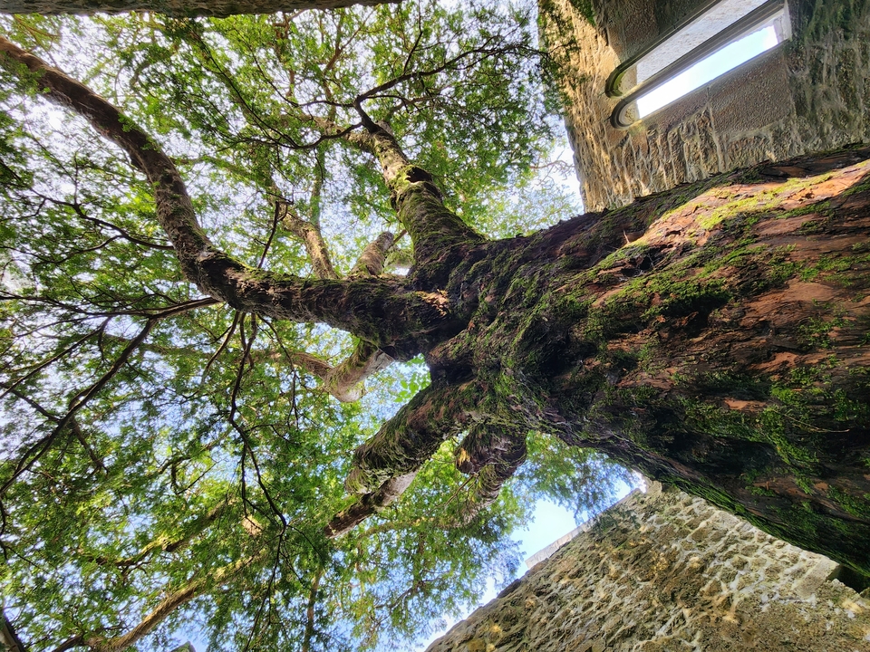 Large tree with moss growing in an old stone building.