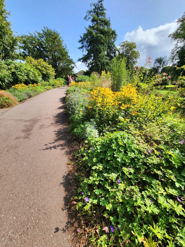 Path with yellow flowers and greenery on the side.