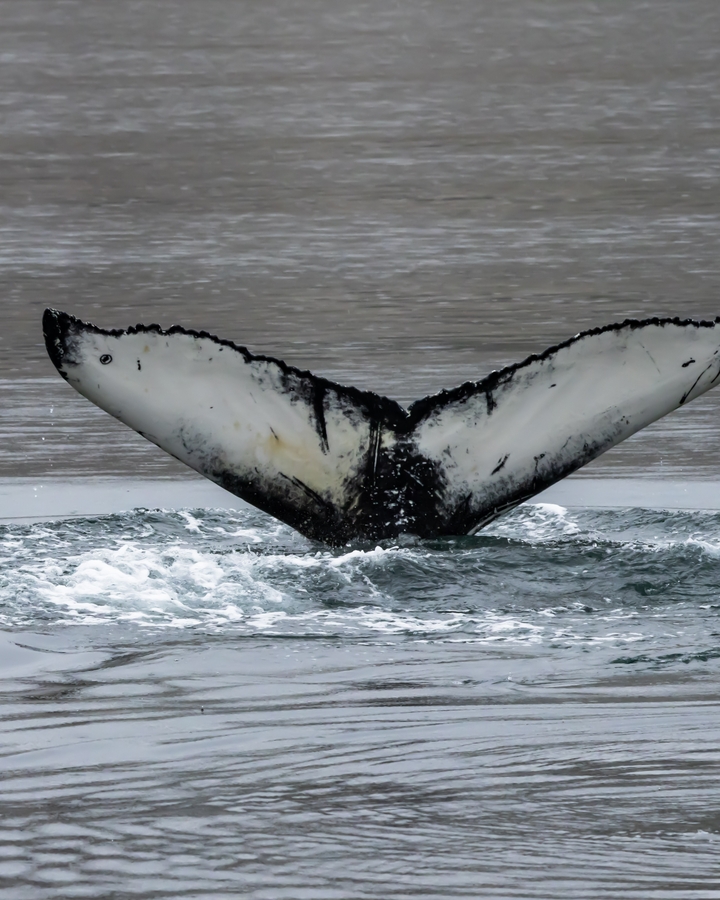 Close-up of a whale tail emerging from the water.