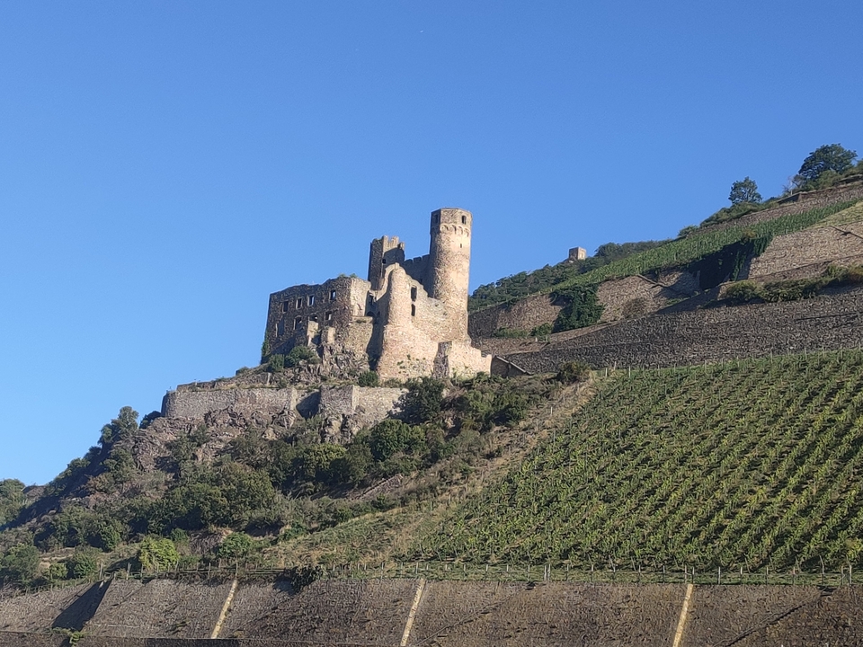 Ruines de château sur une colline avec des vignobles.