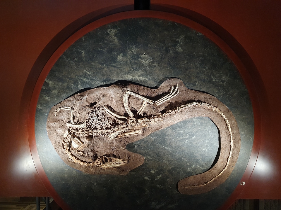 Fossil of an animal embedded in rock, displayed in an exhibit.
