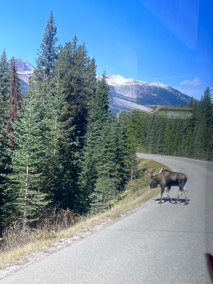 Orignal traversant une route dans un environnement forestier.