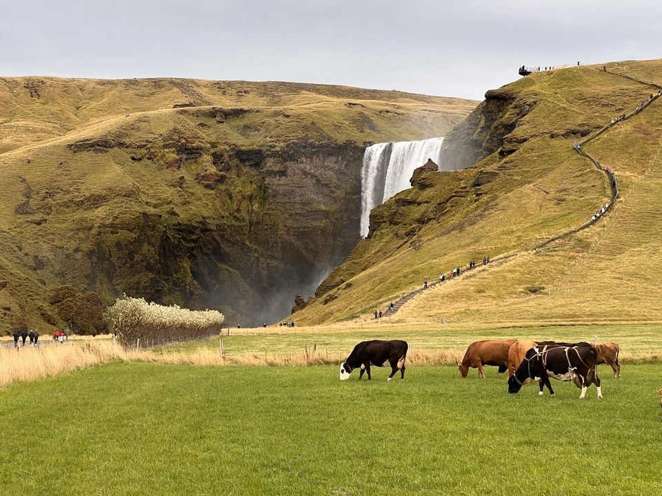 Waterfall with grazing cows in a lush green valley.