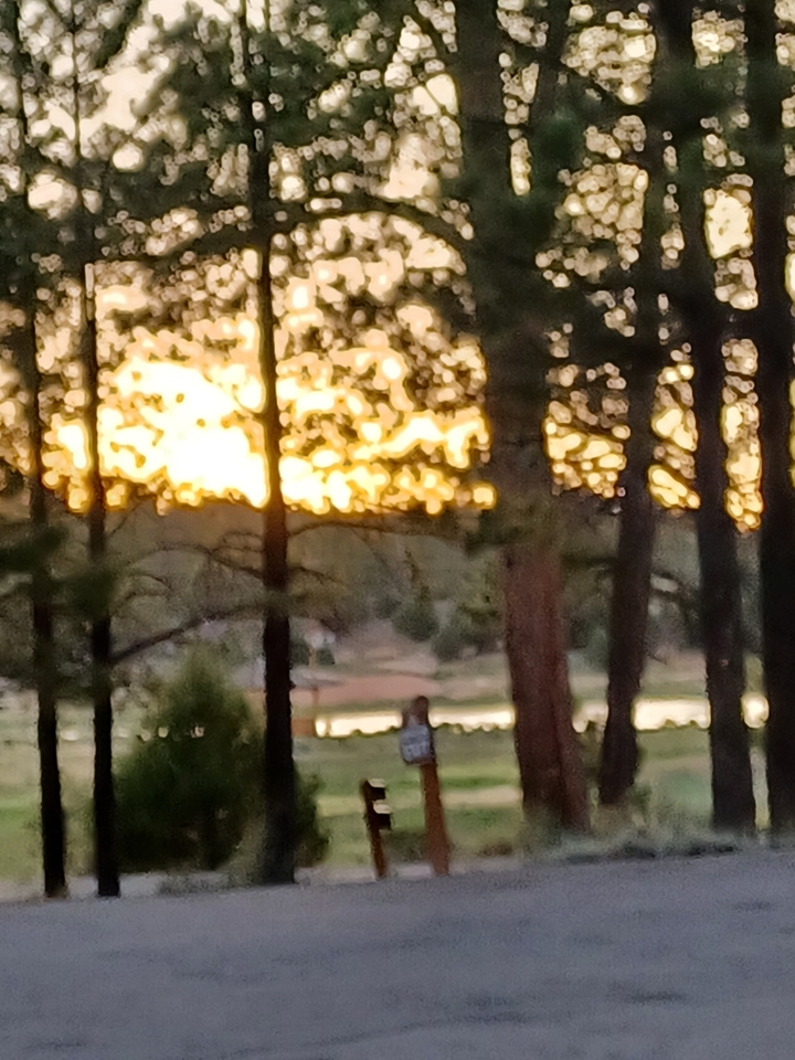 Blurry view of a forest with sunset.