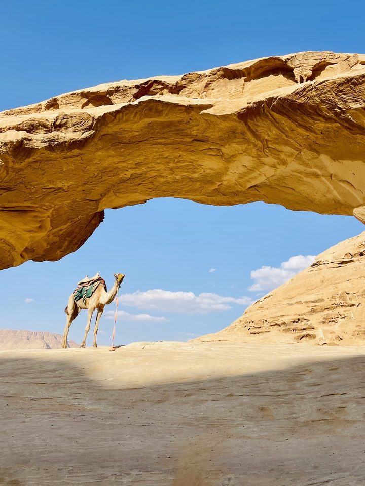 Camel under a rock formation.