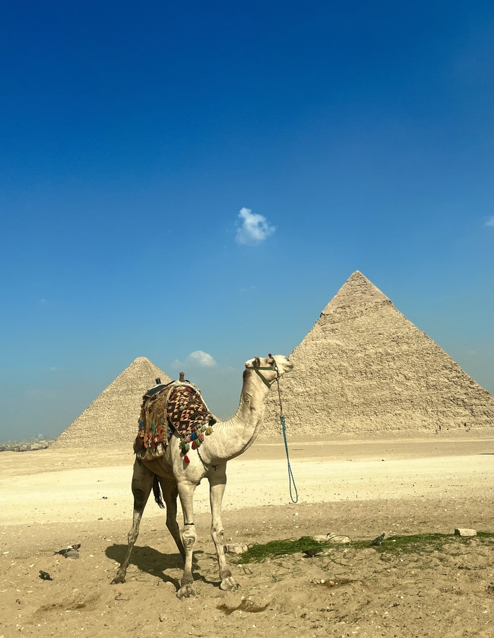 Camel standing in front of the Pyramids of Giza.