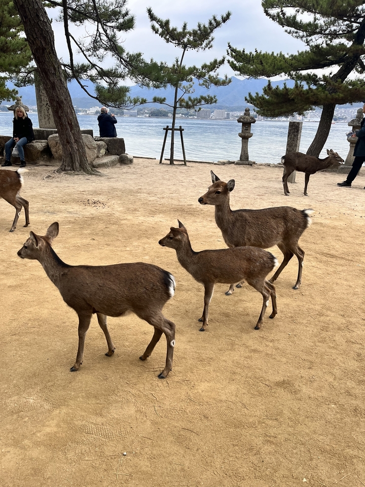 Ciervos vagando libremente en un parque con personas al fondo.