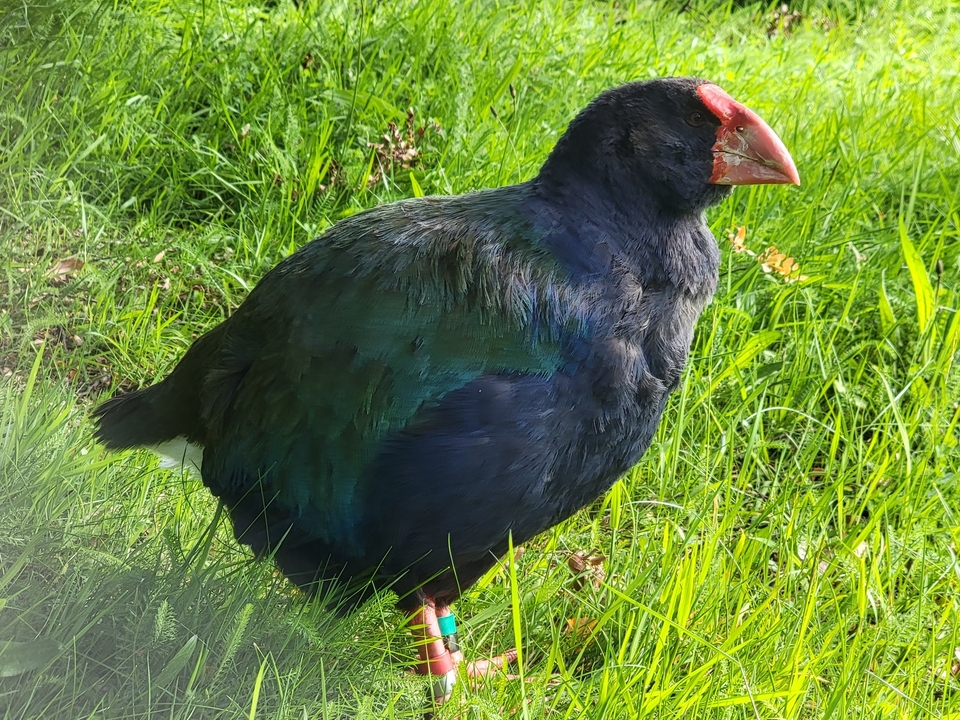 Un oiseau vibrant avec un bec rougeâtre se tenant sur l'herbe.
