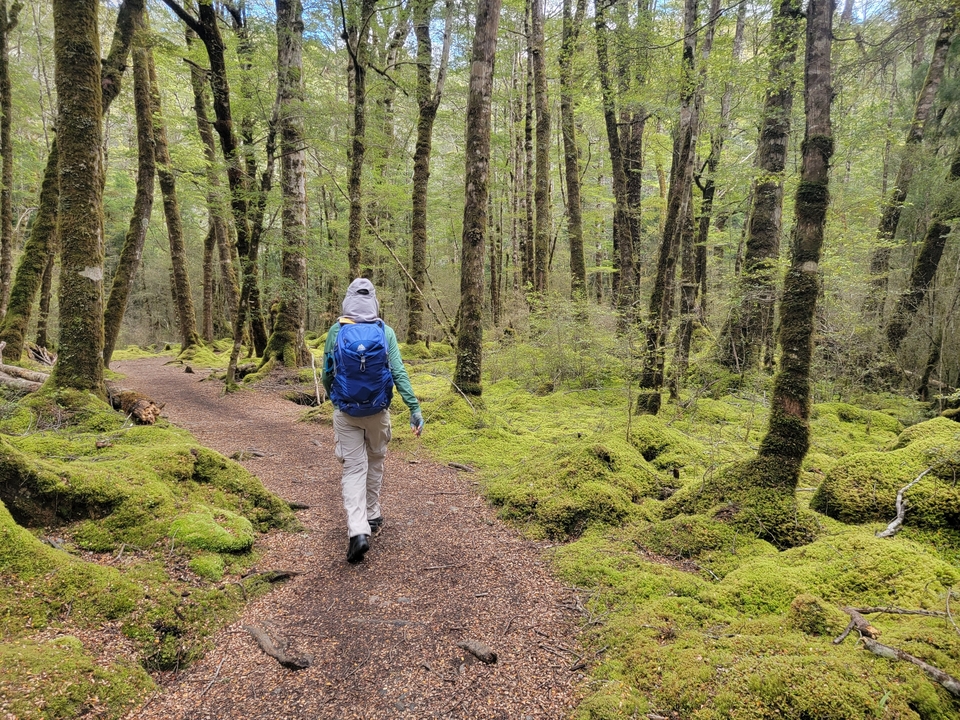 Une personne qui fait de la randonnée à travers une forêt verte et luxuriante.