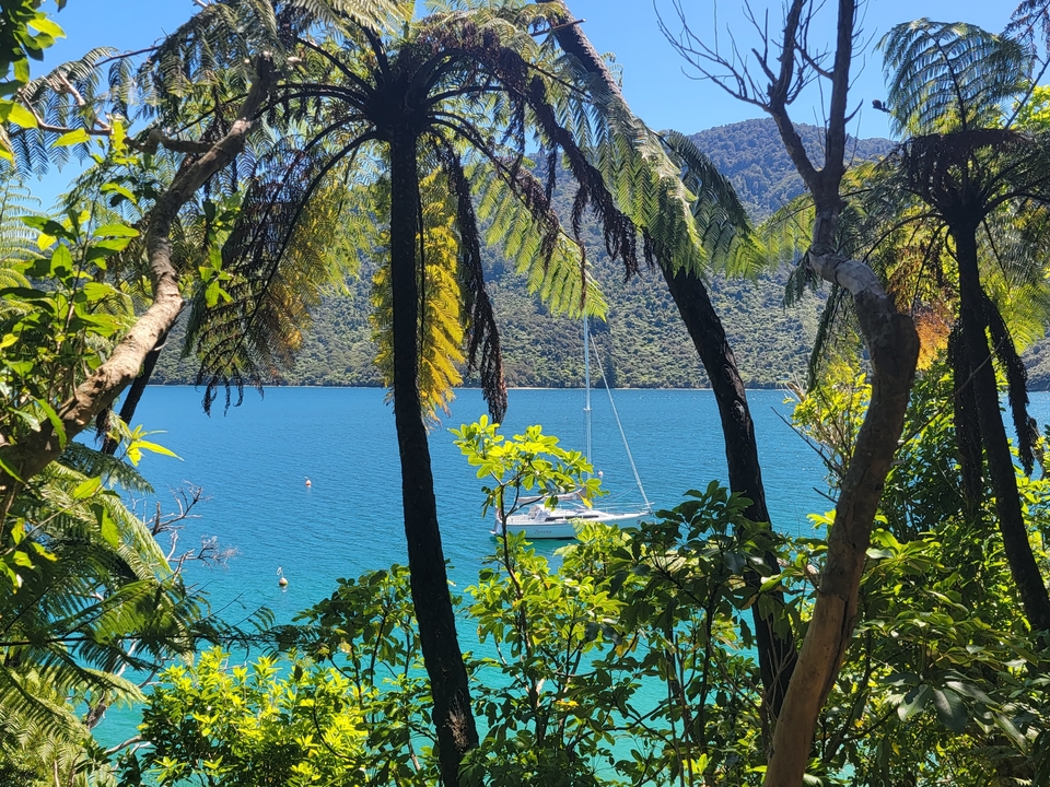 Un bateau sur l'eau bleue vu à travers le feuillage tropical.