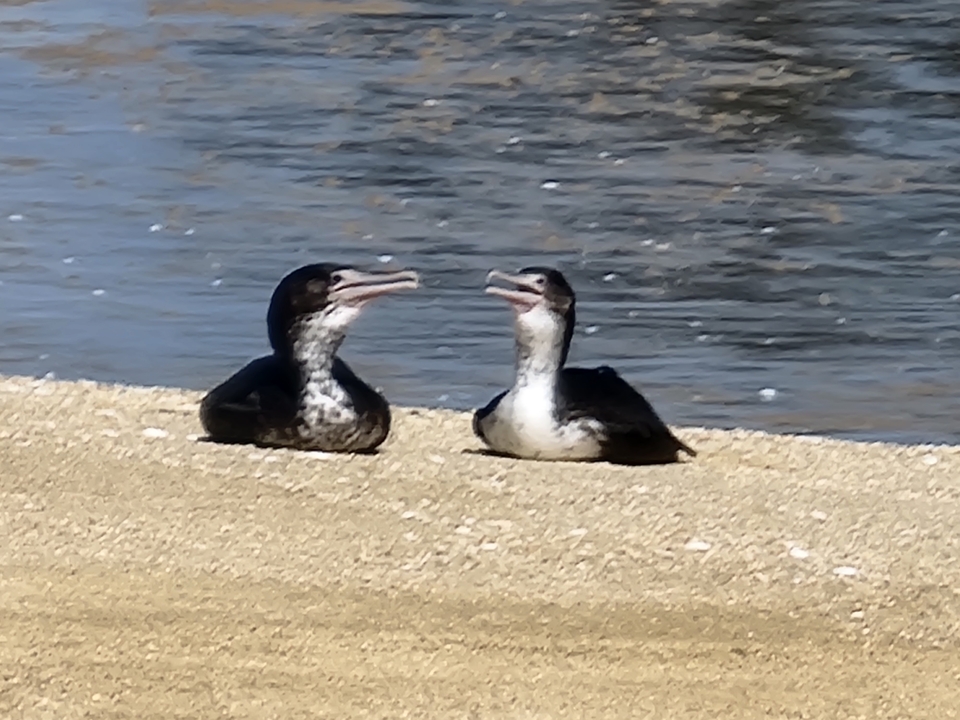 Deux oiseaux assis sur une plage de sable au bord de l'eau.