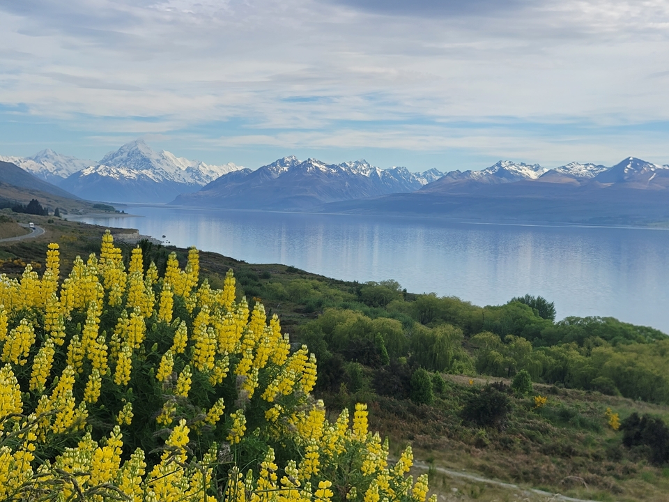 Vue panoramique d'un lac avec des fleurs jaunes et des montagnes enneigées.