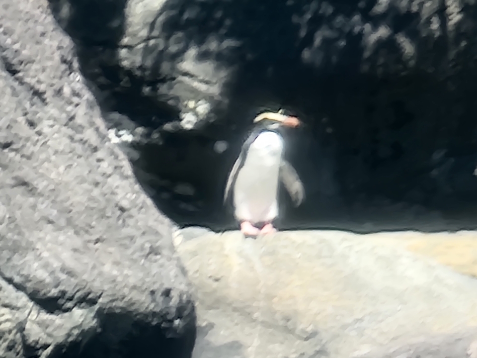 Une image floue d'un pingouin.