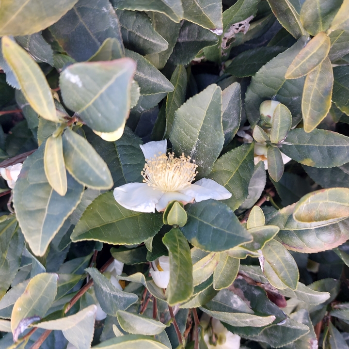 Close-up of a flower with leaves.