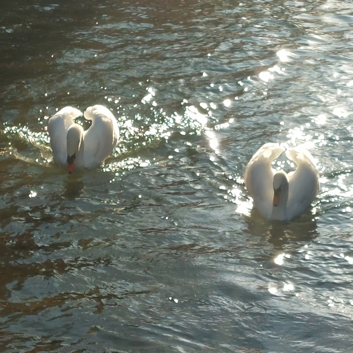 Swans swimming in the water.