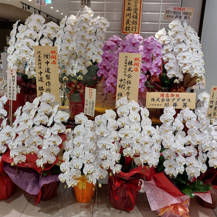 Display of white orchids with tags.