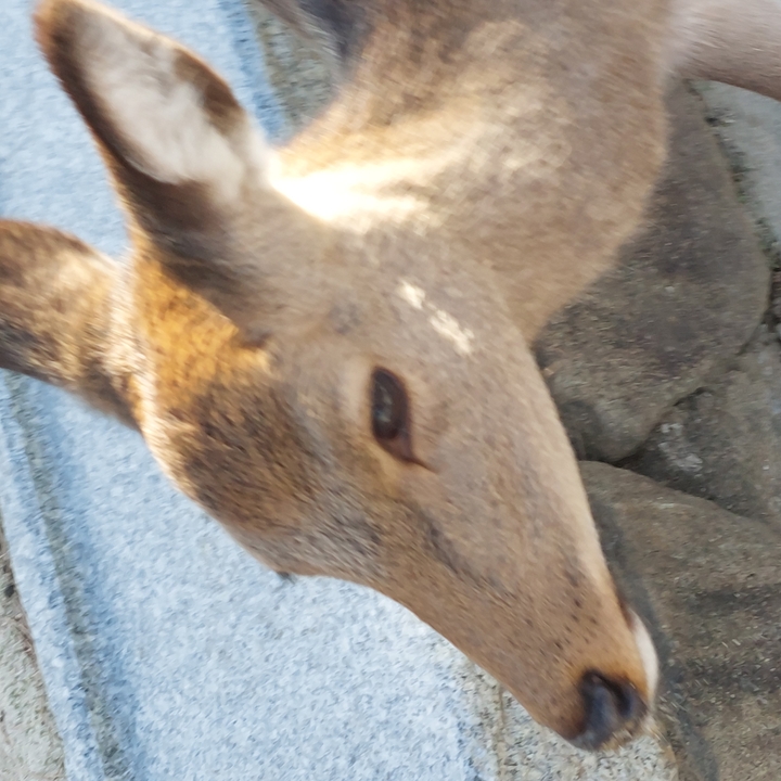 Close-up of a deer.