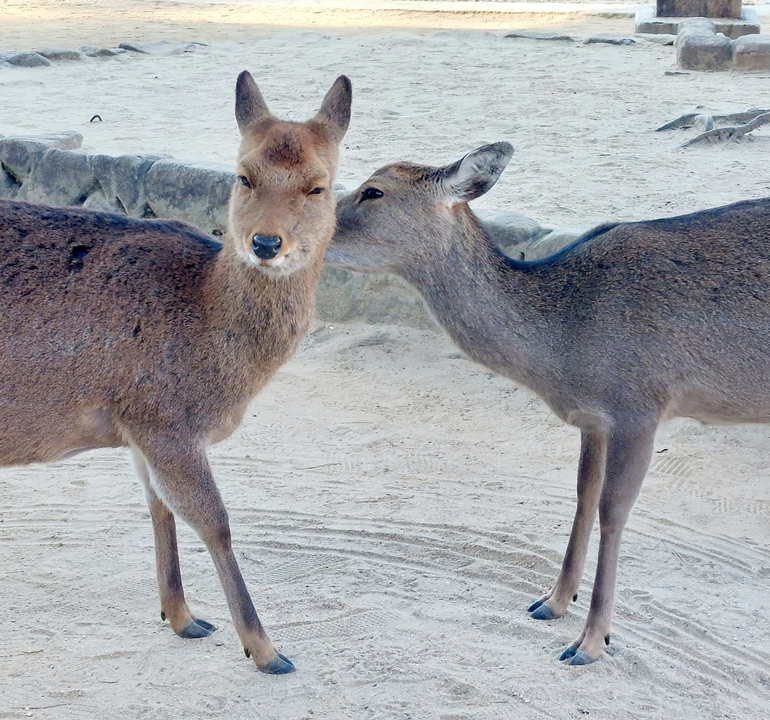 Two deer standing on the sand.