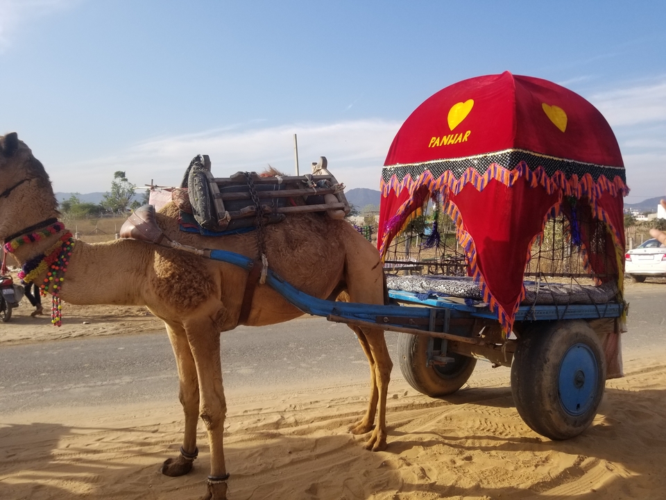 Kameel met een kleurrijke traditionele kar op een onverharde weg.