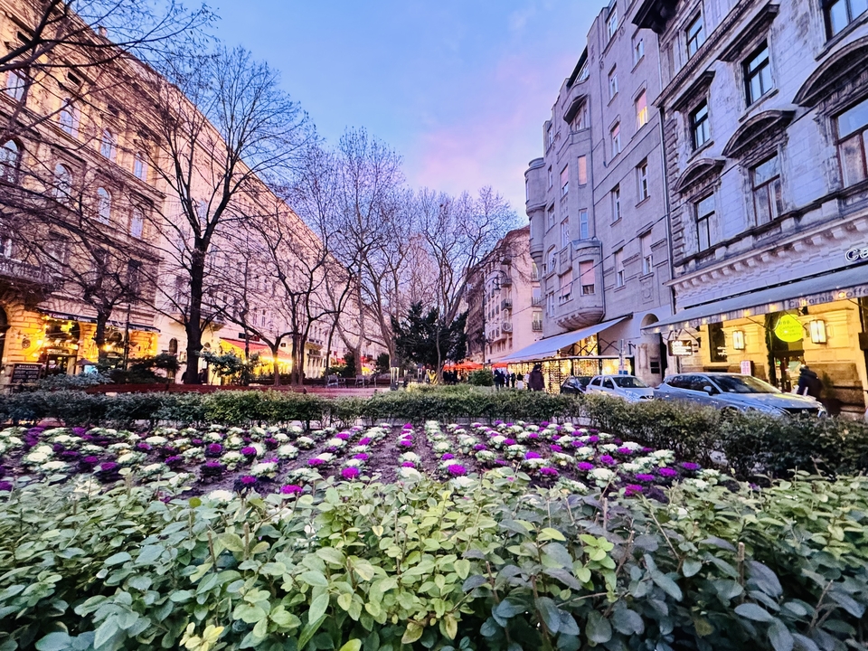 A street lined with bare trees and a flower garden at dusk.