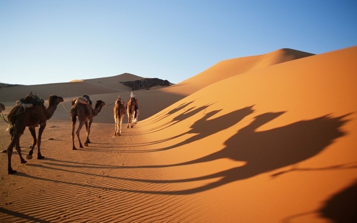 Des chameaux marchant à travers les dunes de sable dans un désert.