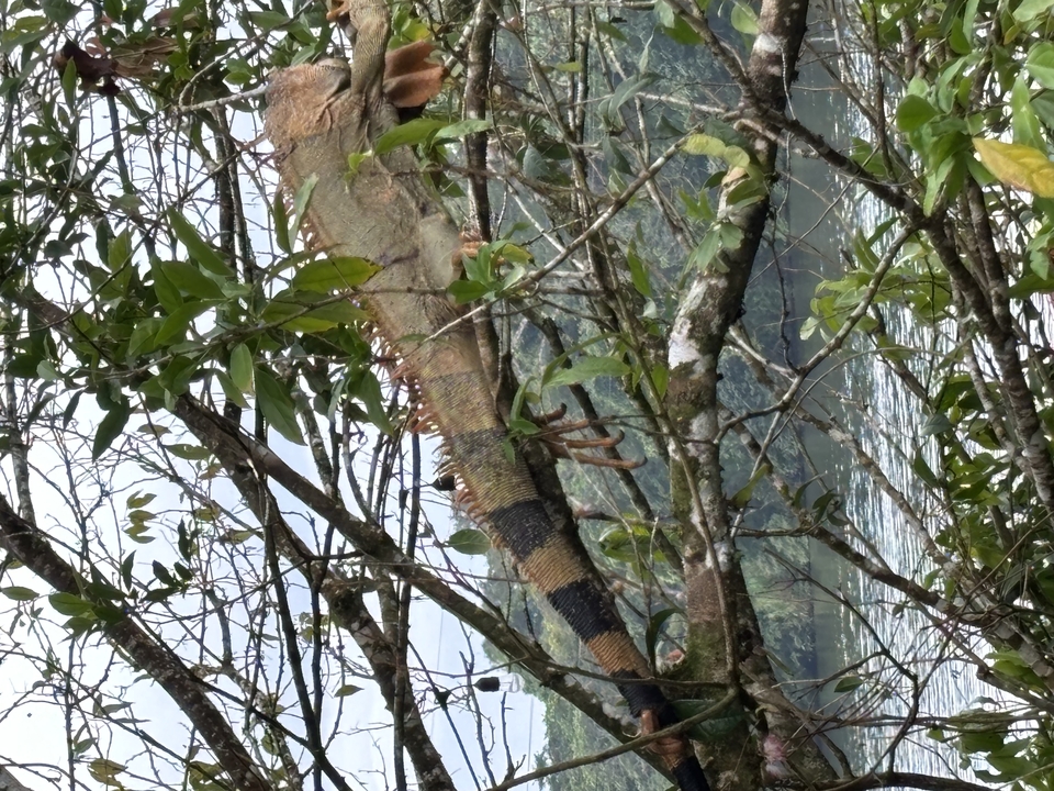 A chameleon's tail and foliage with a light streak in the background.