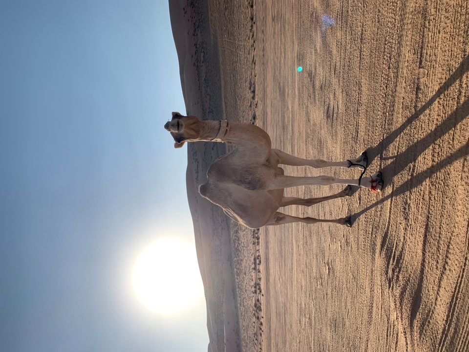 Camel standing in a sandy desert landscape