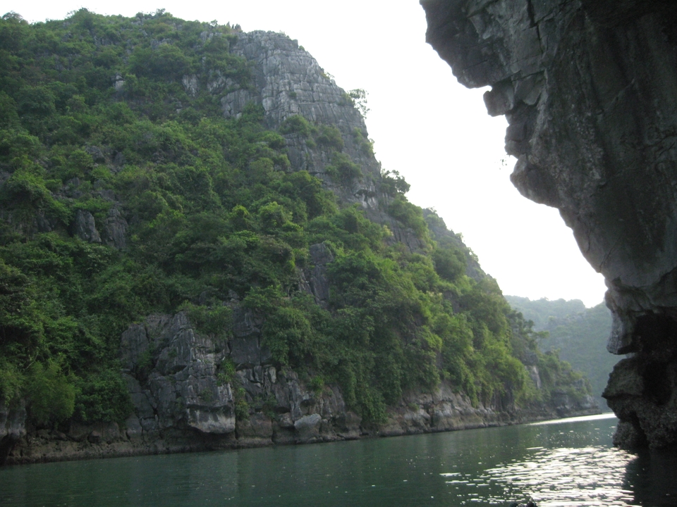 Limestone cliff with dense vegetation