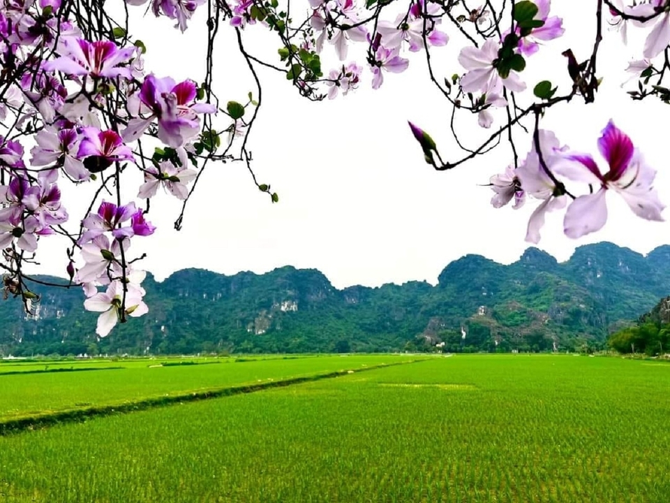 Fleurs avec verdure et montagnes lointaines.