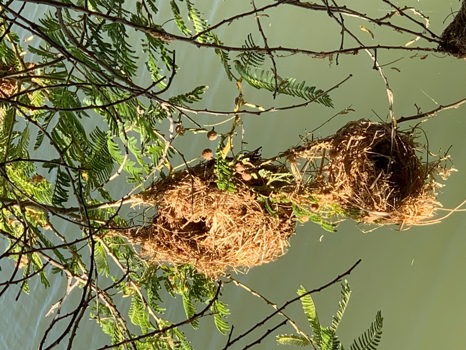 Bird nests hanging from tree branches.