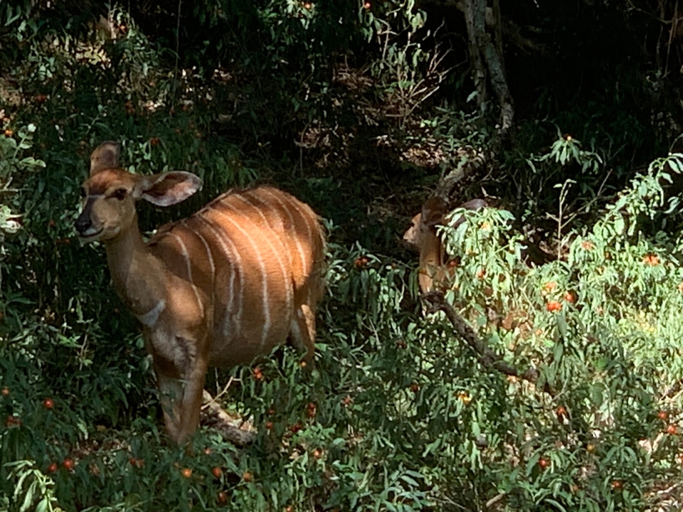 Antelope in a forested area with sunlight filtering through.