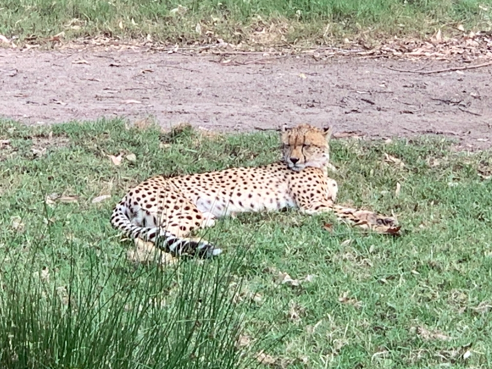 Cheetah lying in the grass under dappled sunlight.