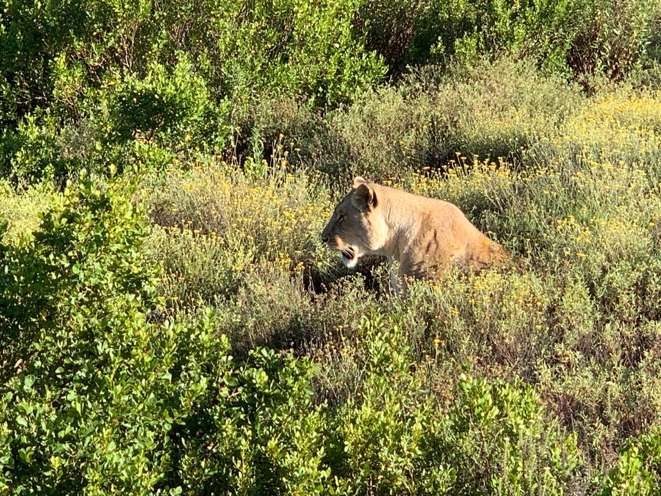 Lioness resting in a field of yellow wildflowers.