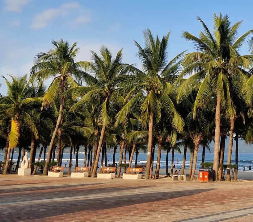 Palm trees along a beach with ocean in the background.