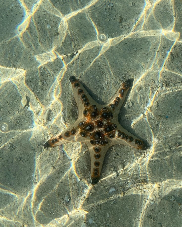Étoile de mer sous l'eau avec des reflets de lumière sur le sable.