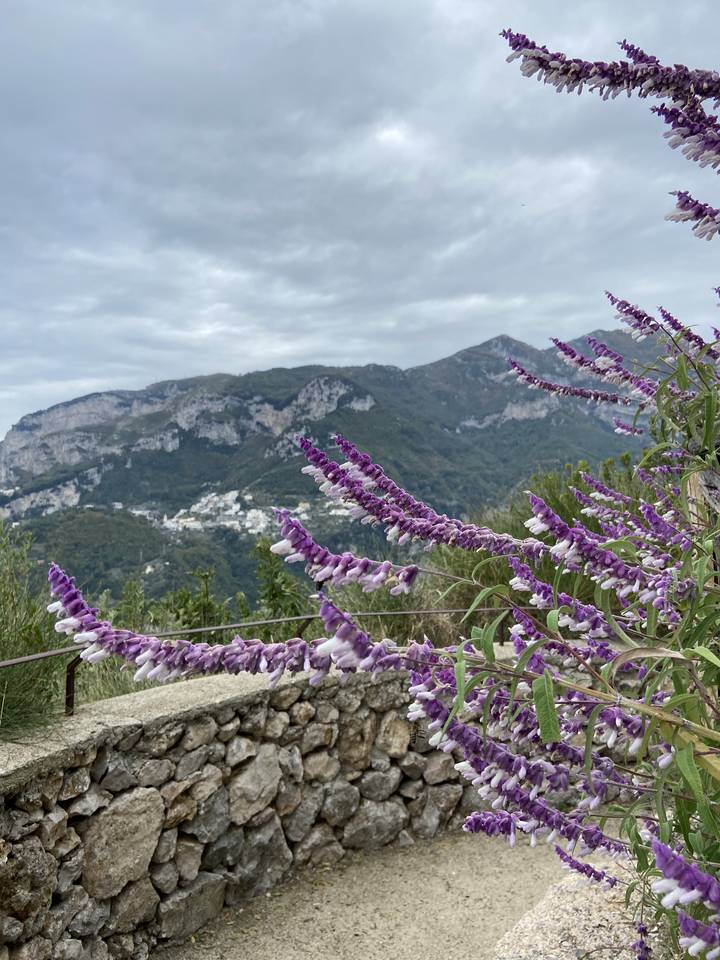 Flowers and rocky landscape overlooking hills.