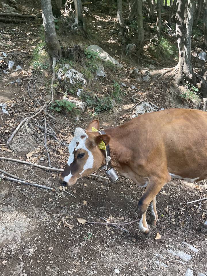 A brown cow with a bell around its neck standing in a wooded area.