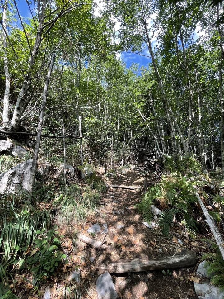A path through a dense forest.