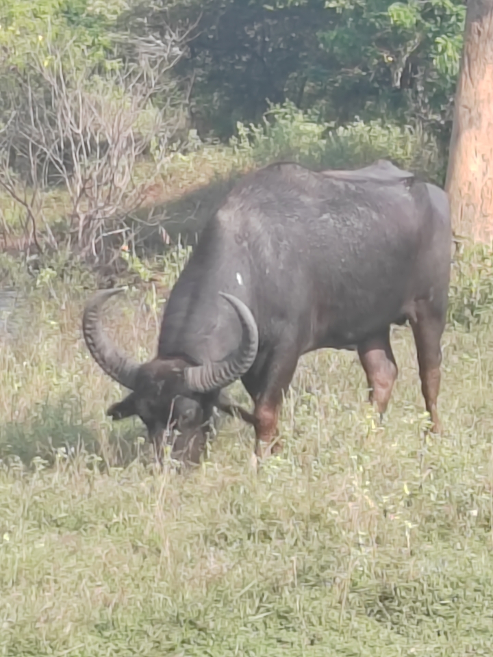 Buffles d'eau paissant dans un champ.