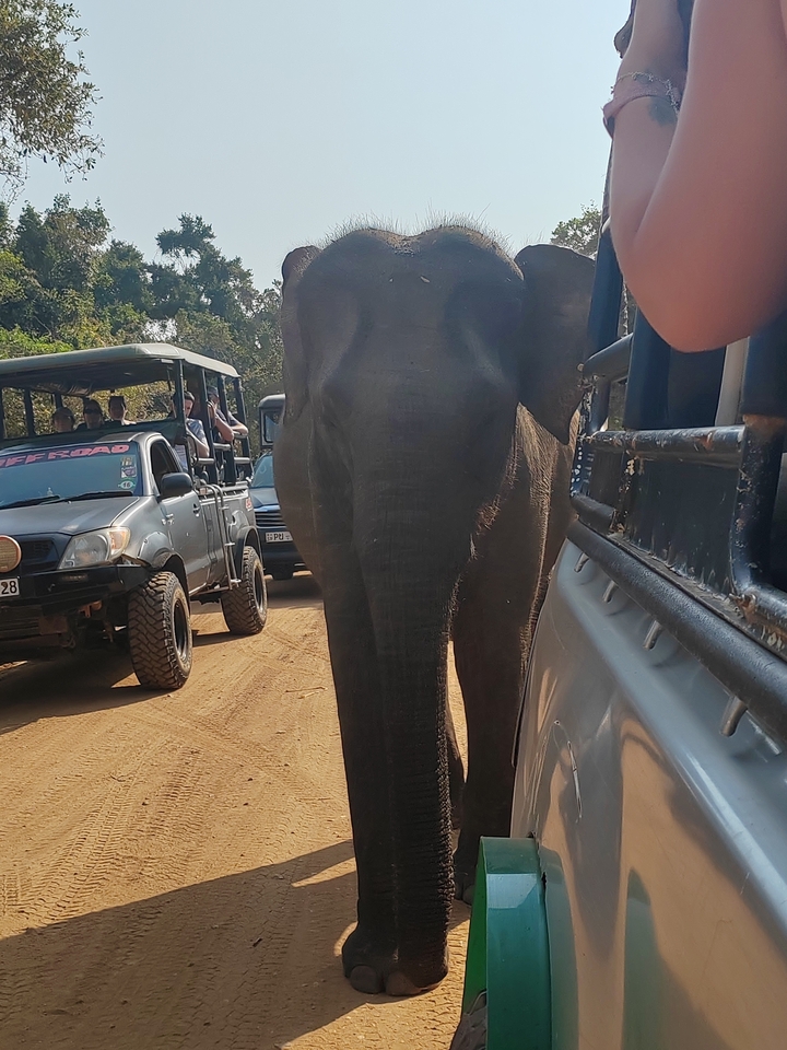 Éléphant marchant à travers un safari avec des véhicules autour.
